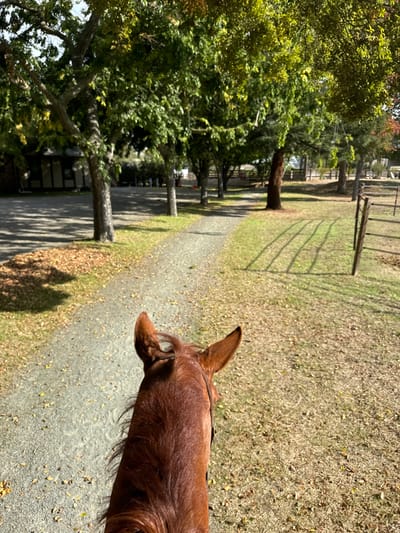 The image is captured from a first-person perspective, looking over the head and ears of a chestnut horse wearing a dark bridle. A gravel path, strewn with scattered dry leaves, extends from the foreground into the midground. To the left of the path, an area of dry grass and more scattered leaves borders a paved surface, beyond which multiple deciduous trees with green foliage are present. In the background on the left, a low-rise building with dark-paned windows is partially visible behind the trees and paved area. To the right of the gravel path, an expanse of dry, light-colored grass features a wooden fence, casting elongated shadows diagonally across the ground from its vertical posts. The scene depicts an equestrian facility in Pleasanton, United States, under bright daylight conditions.