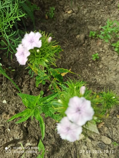 An outdoor, ground-level, overhead shot features a patch of soil with sparse green vegetation and several light pink flowers. The flowers, appearing somewhat out of focus, have delicate, ruffled petals and are clustered on green stems. Some leaves of the surrounding plants exhibit brown spots, suggesting possible disease or damage. The ground is composed of dark soil with small pebbles and organic debris. The bottom left corner of the image displays text indicating "REDMI NOTE 8 PRO AI QUAD CAMERA," and the bottom right corner shows a date and time stamp: "21.06.2026 12:12". The scene appears to be a small garden or natural area within a city.