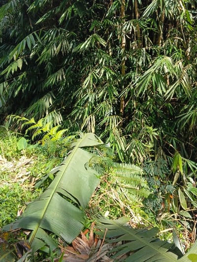 The image displays a dense natural landscape located within Mengzi City, China, under natural daylight conditions. The upper two-thirds of the scene are occupied by a thick growth of vibrant green bamboo, characterized by numerous slender leaves and visible bamboo culms, with intermittent shadowed areas. In the lower foreground, ground-level vegetation is prominent, featuring a large, elongated, dark green banana leaf positioned diagonally, which shows evidence of minor tears. Surrounding this leaf are smaller green ferns and various other herbaceous plants, intermingled with some dried brown plant debris. No individuals, animals, or artificial structures are present within the frame.