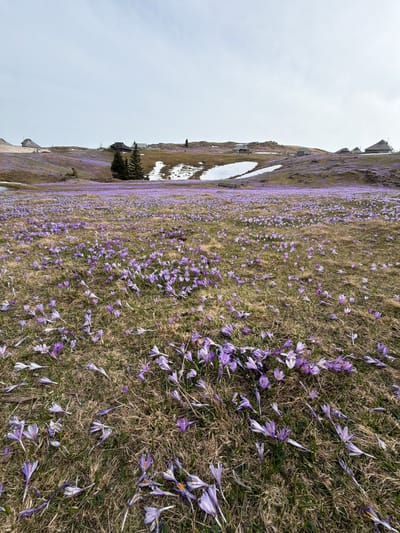 The image shows a field of purple crocuses in bloom, scattered across a hillside covered with dry grass. Patches of snow are visible near the upper left side of the frame. Structures, possibly small cabins or sheds, are situated along the hillside. The sky is overcast and grey. The location is Velika Planina in Kamnik, Slovenia. There are no people visible.