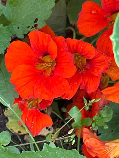 A close-up, overhead shot showcases several vibrant orange nasturtium flowers with yellow centers, nestled amongst lush green foliage. The flowers display delicate water droplets on their petals, suggesting a recent rainfall. The surrounding leaves exhibit a variety of textures and some show signs of wear, with small holes and slightly ragged edges. The background consists of dark soil, hinting at a natural or garden setting. The scene appears to be located in Novogorbovo, Russia. There are no people or animals present in the image.