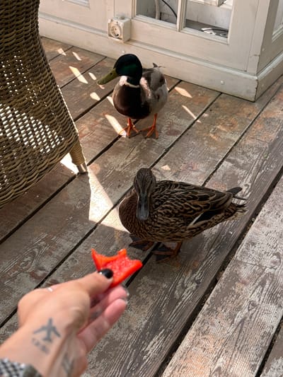 A high-angle shot depicts two ducks on a weathered wooden deck. One duck is a male mallard, recognizable by its green head and brown body, and the other is a female mallard, identified by its mottled brown plumage. An outstretched hand holds a piece of red pepper towards the female duck. The scene appears to be in Arkhangel’skoye, Russia, based on visual context. A wicker chair is partially visible in the foreground, and a white painted doorway is visible in the background. The light suggests an outdoor setting during daylight hours.