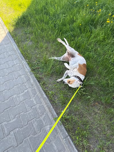 A medium-sized dog with white and brown markings is lying on its back in the grass, with its legs extended. It is wearing a black collar with studs and is attached to a bright yellow leash. The dog is positioned next to a gray paved walkway. The surrounding environment consists of green grass and some yellow flowers. The lighting suggests it is daytime. The location is identified as Beloyarsky, Russia.