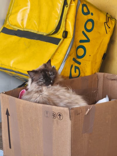 A tan and brown Himalayan cat is lying in a cardboard box. The box is adorned with shipping symbols. Behind the box is a yellow Glovo delivery bag. The location is inferred from Glovo operating in Moaña, Spain.