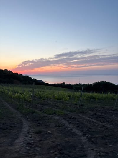 The image depicts a vineyard overlooking a body of water at dusk. The sky is a gradient of pale blue to soft pink and orange, with wispy clouds. The foreground shows rows of young grapevines growing in dark, tilled soil. In the middle ground, a line of trees separates the vineyard from the water. Beyond the trees, a tall, slender tower, possibly a communication tower, is visible in the distance. The water is calm and reflects the colors of the sky. The overall scene suggests a peaceful, rural setting. The location is identified as the city of Lavrovoe, Ukraine, however, there is no visual information in the image to confirm this specific location.