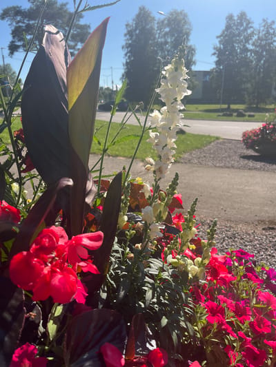 In Toila, Estonia, a close-up view of a vibrant flower arrangement showcases a variety of plants bathed in bright sunlight. Dominating the foreground are lush red begonias, their petals a deep, saturated hue. Interspersed among them are tall, slender stalks of white snapdragons, their delicate blooms reaching upwards. Dark, glossy leaves from a Canna lily add a dramatic contrast with their deep burgundy color. In the background, a paved pathway leads towards a street, with green grass and trees visible on either side. Beyond the trees, a building with light-colored walls can be seen, all under a clear blue sky. The overall scene depicts a well-maintained outdoor space, likely a garden or public area, in the town of Toila.