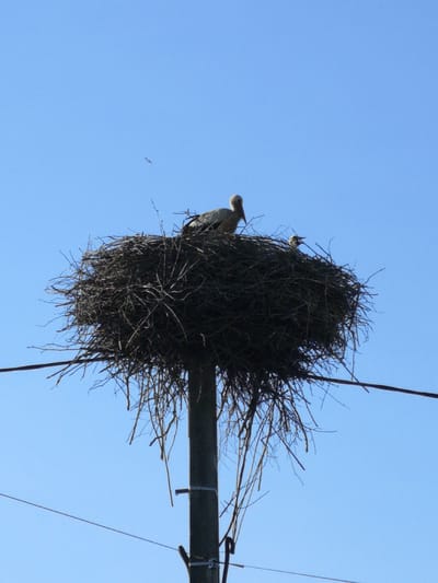 An adult stork and a chick are in a large nest on top of a utility pole. The nest is made of sticks and branches. The adult stork is standing and facing left, while the chick is sitting down and facing forward. The nest is situated against a clear blue sky. Power lines are visible in the foreground and background. The scene is located in Pereslavskoye, Russia.