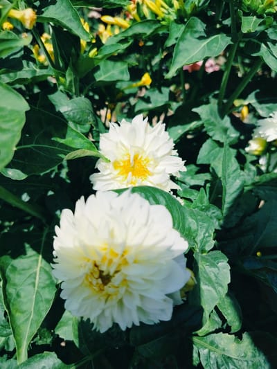 A close-up, high-angle shot captures a cluster of white dahlias with yellow centers nestled among lush green foliage. The flowers are in full bloom, with intricate petal arrangements. The environment suggests an outdoor garden setting. The image is devoid of any human presence or discernible city landmarks, making it impossible to pinpoint a specific location within Қарабұлақ, Kazakhstan.