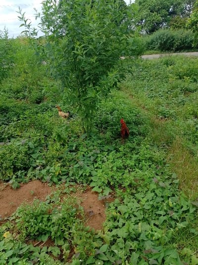 The scene is an outdoor, vegetated area in Ugwolawo, Nigeria, under an overcast sky. Two domestic fowl are present among lush green foliage. A reddish-brown rooster stands on the right, facing away from the viewer, partially obscured by green ground cover. To the left and further back, a tan and brown hen is visible, also amidst dense green plants. A prominent leafy green tree stands centrally, with other shrubs and trees in the background. Patches of reddish-brown earth are visible in the foreground. A paved road curves across the upper right portion of the background, partially hidden by vegetation.