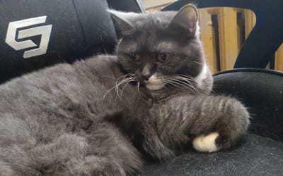 A grey cat with white markings on its chest and paw is lying down on a black fabric surface, possibly a chair. The cat's fur is long and appears fluffy. Behind the cat, a black chair back with a silver logo is visible. The background consists of a radiator and vertical wooden elements. The image does not provide any information that allows for location in Zheleznogorsk-Ilimsky, Russia.
