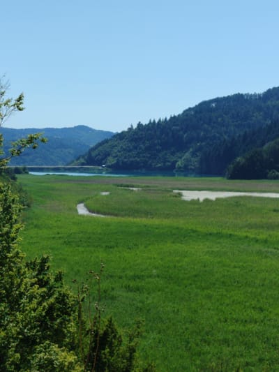 The image depicts a wide, verdant landscape with rolling hills covered in dense green trees in the background. A calm body of water, possibly a lake or a wide river, is visible in the mid-ground, with a dam-like structure across it. In the foreground, a large expanse of tall green grass dominates the scene, with a winding, shallow waterway cutting through it. A few bare, branching plants are sparsely scattered within the grassy field. The sky is clear and bright blue. The scene is one of natural beauty and tranquility, suggesting a rural or natural park setting. There are no people or animals visible. The location is identified as Erma Reka, Bulgaria.
