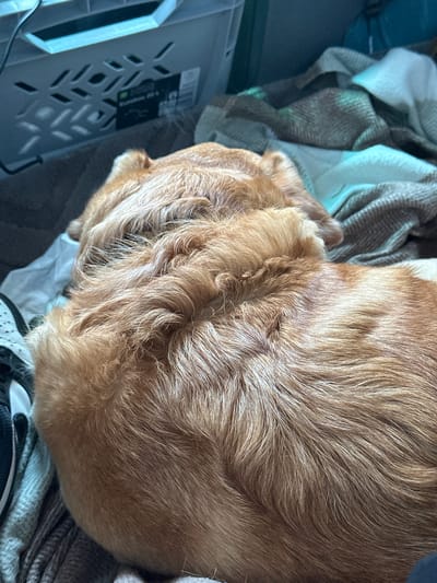 A close-up, top-down shot depicts a golden-colored dog curled up on a blanket. The dog's fur is short and dense, with visible variations in tone. The blanket beneath the dog is a mix of light and dark gray and white. A partially visible light-colored plastic storage bin with geometric cutouts is to the left. A black and white sneaker with a perforated design is visible at the bottom. No people are visible, and there is no evidence indicating this photograph was taken in Le Muy, France.