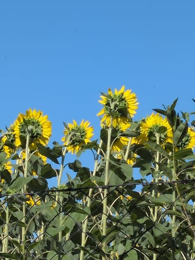 The image depicts a field of sunflowers viewed from behind, with their heads facing away from the camera. The sunflowers are tall and green, with bright yellow petals visible at the top of each bloom. They are growing behind a black wire fence, which is in the foreground and slightly out of focus. The sky is a clear, bright blue. There are a few small dark specks, possibly insects or dust, visible in the sky. The scene appears to be outdoors, likely in a rural or semi-rural setting. The location is specified as the city of Orlovo, Bulgaria.