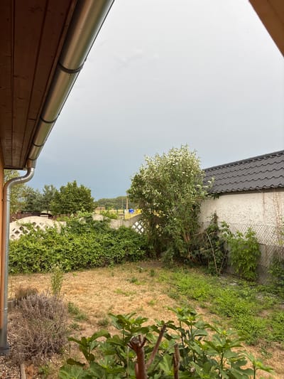 This is a rotated image of an outdoor scene. In the foreground, the wooden wall of a building with a metal gutter and downspout is visible. Beyond the building, a grassy yard is seen with several trees and dense green bushes. In the background, there is a concrete fence and a building with a dark, wavy roof. The sky is overcast and a pale gray, suggesting it might be a cloudy day. The overall impression is that of a suburban backyard in a rural or semi-rural setting. There is no visible text in the image.