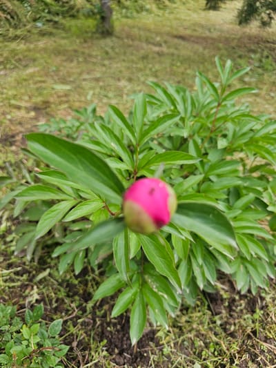 A single, pink peony bud is visible in the center of the frame, surrounded by lush green foliage. The peony plant is situated outdoors on soil with some scattered green vegetation and dry grass. In the blurred background, a tree trunk and more greenery are present, suggesting a garden or park setting. The image does not contain any people or information indicating its location in Chukholovo, Russia.