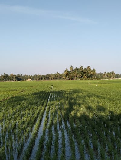 A vibrant green rice paddy under a clear blue sky fills the scene. Young rice plants stand in rows, partially submerged in water. Palm trees line the horizon, their shadows stretching across the field. The angle suggests a slightly elevated perspective, showcasing the expanse of the agricultural landscape. A few structures are visible amongst the distant trees.