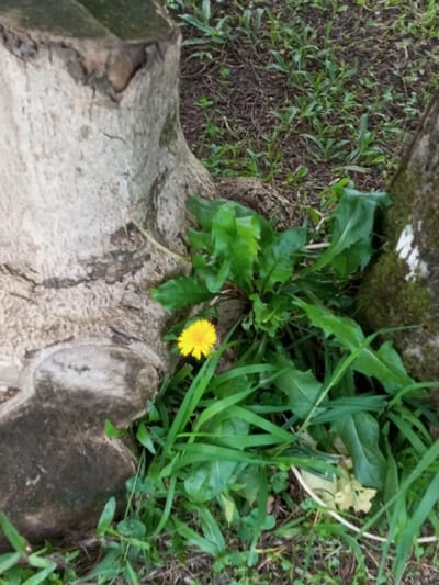 The scene captures ground-level vegetation situated between two tree structures. A single yellow dandelion flower, approximately 2-3 cm in diameter, is prominently located left of center. It is surrounded by various green plants, including broad-leafed foliage consistent with dandelion leaves and blades of grass. To the left, a light-brown tree stump or trunk base exhibits textured bark, with darker, possibly damp, areas visible at its lower portion. To the right, a narrower, partially visible tree trunk or stump is covered in green moss, displaying indistinct white markings on its surface. The ground between the vegetation and tree bases consists of dark soil. The lighting is ambient daylight, indicating an outdoor environment. No human presence, animals, or distinguishing man-made objects are discernible within the frame. While the specified location is Ambositra, Madagascar, the image contains no specific geographical markers to confirm this city.