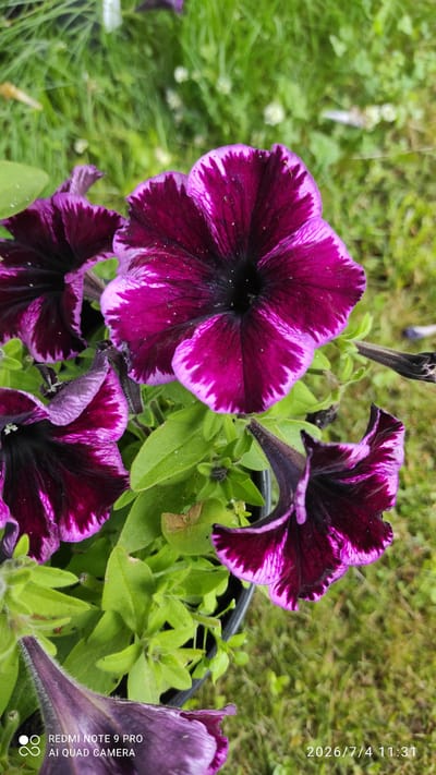 A close-up shot focuses on several vibrant purple and pink petunias in a black planter against a blurred background of green grass. The flowers exhibit a gradient of color, with deep purple centers fading to lighter purple and then a bright pink edge, some with white accents. The petals are slightly wavy and detailed, with visible veins. The foliage is a bright, lush green. The lower right corner of the image contains a timestamp: "2026/7/4 11:31". The lower left corner displays "REDMI NOTE 9 PRO AI QUAD CAMERA". The image is taken outdoors, suggesting a garden or park setting. Given the context of Ülgase, Estonia, this scene likely depicts flowers in a garden or public space within that location.