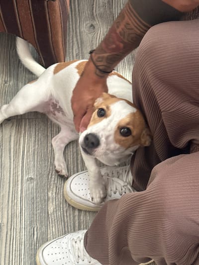 An indoor scene located in Mitchells Plain, South Africa, features a partially visible individual interacting with a small dog. The dog, primarily white with tan-brown patches on its head and body, lies on a light-colored wooden floor with a visible grain pattern. Its dark, round eyes are directed towards the viewer, and its left front paw rests on the individual's right white athletic shoe, which exhibits a perforated toe box. The individual's right forearm, adorned with extensive black ink tribal-style tattoos and a dark bracelet, is observed petting the dog's chest/neck area. The individual's lower left leg and foot are also visible, dressed in a brown ribbed fabric garment and a matching white athletic shoe. A striped brown and tan piece of furniture or cushion is partially visible in the upper left background.