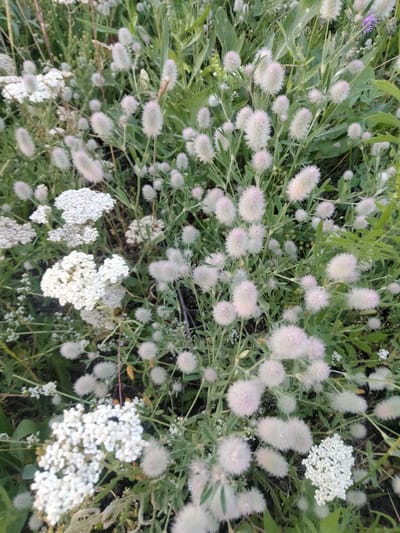 The image shows a close-up view of a field of wildflowers in Zherebkove, Ukraine. The dominant flowers are small, fluffy, white and pinkish-white puffballs, likely hare's-foot clover, interspersed with clusters of delicate white flowers resembling yarrow. The plants are densely packed, creating a textured carpet of green foliage and light-colored blooms. The lighting suggests it is daytime, possibly late afternoon, with soft natural light illuminating the scene. The background is a blur of more greenery, indicating a natural outdoor environment. No people or animals are visible in the frame.