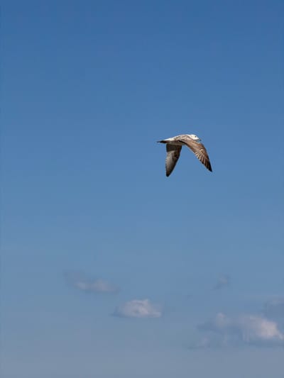 A seagull flies with wings spread in a blue sky with a few scattered clouds. The location is likely Grad Opatija, Croatia given the prompt, but this cannot be determined from the image itself.