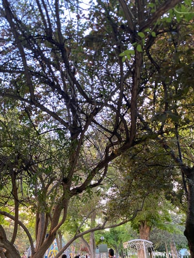 The image shows a park with several large trees in the foreground. The branches of the trees are dense with leaves, and the sky is visible through the gaps. In the background, there is a playground with colorful structures, and a white ornate gazebo. There are also some people visible in the background, appearing to be walking or standing. The overall impression is a peaceful park scene. It is unknown if this park is located in Kayseri, Turkey.