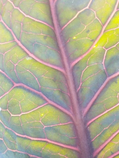 This is a close-up, macro photograph of a single leaf. The subject is the intricate network of veins on the leaf's surface. The leaf itself appears to be a vibrant green, with prominent, thick veins that are a striking reddish-purple color. These veins branch out from a central, thicker vein running vertically through the image, creating a complex and symmetrical pattern. The texture of the leaf is visible, with slight undulations and a soft sheen. Small, bright yellow or white speckles, possibly dew drops or imperfections, are scattered across the surface, adding highlights to the image. The lighting suggests it could be daytime, with the light illuminating the leaf from above and behind, emphasizing the translucency of the leaf tissue and the depth of the veins. The overall impression is one of natural beauty and the detailed structure of plant life. The image is a still shot with no discernible activity or event taking place, focusing solely on the botanical subject. No text is visible in the image. The location context of Voroshylivka, Ukraine, provides a geographical setting but does not offer specific visual cues within the image itself.
