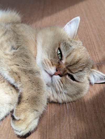 A light brown cat with green eyes lies on its side on a wooden floor. The cat's paws are crossed in front of its chest. The cat's fur is soft and fluffy, and its eyes are half-closed. The scene is illuminated by sunlight, casting shadows on the floor. The image captures a moment of relaxation for the feline, possibly in an indoor setting.
