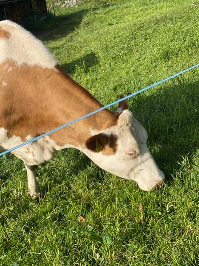 In Axalp, Switzerland, a brown and white cow is grazing in a lush green pasture. A blue electric fence wire runs horizontally across the foreground, passing in front of the cow's head and neck. The cow has a yellow ear tag with the number "4692" visible on its left ear. The background shows a grassy hillside with some rocks and a wooden structure. The sun is casting shadows on the grass. The cow's eyes are open, and it appears to be actively eating grass.
