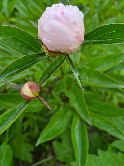 A close-up, high-angle vertical shot depicts two wet peony buds amidst dense green foliage in Hlevakha, Ukraine. The prominent upper bud, situated centrally and towards the top, is a pale pink, round form, heavily covered in small, clear water droplets. Its green sepals are visible at the base, also bearing water. Below and to the left of the main bud, a smaller, less developed bud is visible. This secondary bud displays a mix of reddish-brown and pale yellow or cream sections and also features water droplets. Surrounding both buds are multiple vibrant green leaves with discernible vein patterns, many of which are also wet from recent precipitation. The background is a soft, out-of-focus blur of green, indicating additional foliage. No individuals or man-made objects are present in the frame.