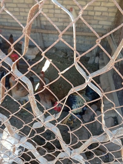 A medium shot captures chickens within a fenced enclosure. The enclosure is constructed with a wire mesh fence, showing signs of rust. Behind the fence, a brick wall is visible, suggesting an urban or semi-urban setting. The ground within the enclosure appears to be dirt. Several chickens are visible, with varying plumage colors, including brown, black, and white. One chicken, with black and yellow feathers, is particularly prominent. The overall lighting suggests it is daytime. The location is Seýdi, Turkmenistan.