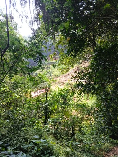 The image captures a vibrant, dense forest or jungle scene, looking down into a valley or across a hillside. The foreground is heavily dominated by a thick canopy of various green trees, leaves, branches, and hanging vines, which create a natural, verdant frame for the view beyond. Sunlight filters through the foliage from the top left, creating bright highlights and some overexposed areas in the upper portion of the image.
In the mid-ground, the terrain opens up slightly, revealing lighter green vegetation and patches of reddish-brown earth, suggesting a cleared area, a hillside with exposed soil, or possibly a recent landslide. Amidst this green and earthy backdrop, a building with a distinct reddish-orange roof is partially visible on the left side, nestled among the trees.
No people or animals are discernible in the frame, and no specific activity is taking place other than the natural growth of the environment. The time of day appears to be bright daytime, likely morning or early afternoon, given the intensity of the light filtering through the leaves. The overall impression is one of a lush, wild, and somewhat remote natural landscape, consistent with a tropical or sub-tropical region like Chilanga, Zambia. There is no visible text in the image.
