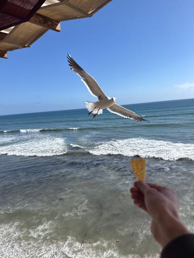 A seagull flies over a choppy ocean near Puerto Nuevo, Mexico. The seagull, with its wings spread wide, is in mid-flight and is approaching a hand holding a tortilla chip. The ocean is a deep blue with white foamy waves crashing against the shore. The sky is clear and blue. Part of a wooden awning with fabric covering is visible at the top left of the frame.