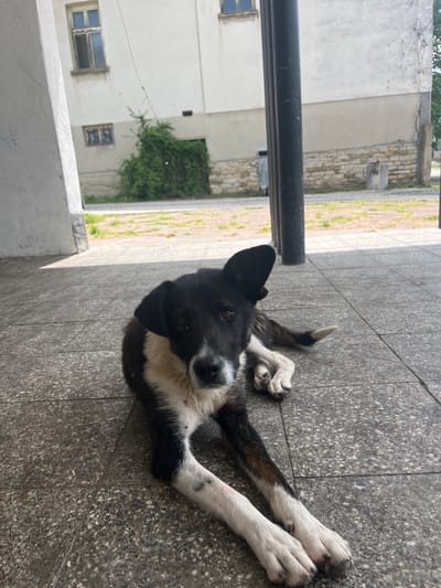 The image features a black and white dog lying on a speckled grey paved surface, likely a sidewalk or courtyard, in Kramolin, Bulgaria. The dog is positioned with its body stretched out, head turned, and eyes looking directly into the camera. Its fur is predominantly black on its back, head, and ears, with contrasting white fur on its muzzle, chest, and front legs. Subtle brown and tan hues are visible on its tail and hind legs, which are also white-furred. The dog's eyes are a warm brown, and it appears calm and curious.
In the background, behind a black metal pole in the foreground, are several weathered buildings. These structures are light-colored, with some featuring visible windows and sections of exposed stone, suggesting an older architectural style. Green foliage or vines are seen growing on one of the buildings, adding a touch of nature to the urban setting. The scene is well-lit, indicating daytime conditions, with no strong shadows to suggest a specific time. No visible text is present in the image.