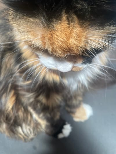 This is a close-up, top-down shot of a calico cat. The cat's fur is a mix of brown, orange, black, and white. Its face is the main focus of the image, with its whiskers prominently displayed. The cat appears relaxed, possibly napping or resting. The lighting suggests it might be daytime, with sunlight casting shadows and highlighting the texture of the fur. The background is a blurred, neutral gray surface, offering no specific location cues beyond suggesting an indoor or contained environment. The image is entirely focused on the cat's fur and facial features, creating an intimate portrait of the animal.