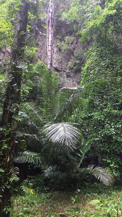 The image depicts a lush, overgrown area near Ban Pak Ra, Thailand, characterized by dense vegetation and a rocky cliff face. The scene includes various types of tropical foliage, such as palm trees and ferns, interspersed with climbing vines. A fallen tree trunk is visible against the rock face, partially obscured by vegetation. The overall environment suggests a damp and shaded location, possibly within a jungle or forested area.