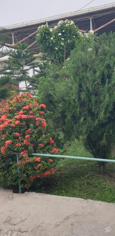 The image depicts an outdoor scene with lush greenery and a concrete foreground. In the mid-ground, a vibrant bush with bright red flowers is prominent on the left side. Behind it, a large evergreen tree with dense foliage stands on the right. Further in the background, a structure with a metal roof and supports is visible, partially obscured by trees. The sky above is overcast. A light blue metal railing runs horizontally across the mid-ground, separating the vegetation from the concrete area. The concrete in the foreground appears weathered and slightly uneven. The location is identified as Rooppur, Bangladesh.