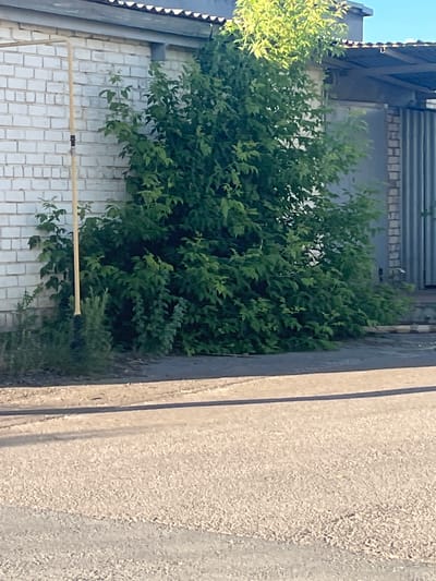 A medium shot captures a dense, leafy green tree growing beside a white brick building. The building has a corrugated metal roof overhang and a gray ribbed metal door or gate visible to the right. A yellow pipe runs vertically along the left side of the brick wall. The ground in the foreground is an asphalt surface, with a distinct shadow line running across it. The scene appears to be outdoors, in what could be an industrial or commercial area, given the building and gate. This location is identified as Buinsk, Russia.