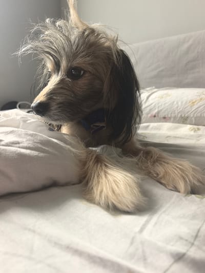 The image shows a close-up of a small, scruffy, tan and black dog lying on a white bed. The dog is facing to the left, with its head slightly tilted. Its fur is disheveled, particularly on its head, creating a windswept appearance. It is wearing a dark blue bow tie. The background consists of white pillows and a light-colored wall, suggesting an indoor setting. The lighting is soft, coming from the left, and creates a slightly blurry effect on the dog's paws and the bedding. The image does not contain any information that would allow for its location to be identified as Zima Juzhnaja, Russia, or any other specific city or country.