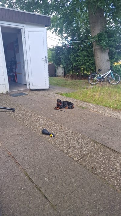 A black and tan dachshund is lying on a concrete patio in front of an open shed with white doors. A black and yellow rubber duck toy lies on the patio to the left of the dog. In the background, a white bicycle with blue accents is parked next to a large tree with a clothesline strung between it and another tree. The shed appears to be located at a private residence in Jesteburg, Germany. The weather is overcast and the scene is set in an outdoor environment with trees and grass.