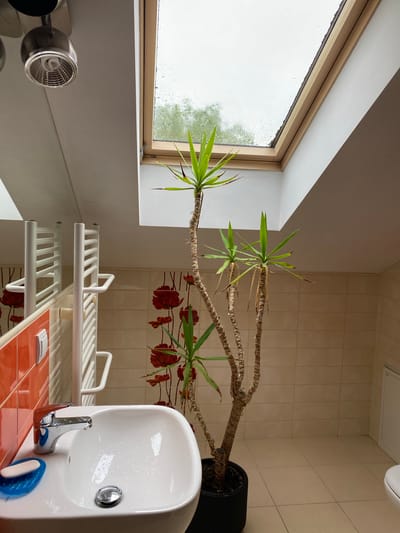The image depicts a bathroom scene in Albertowsko, Poland. The room features a white sink with a chrome faucet, a blue soap dish with a bar of soap, and a silver drain. To the left of the sink, a white towel rack is visible in a mirror reflection, along with orange tiled walls. A tall potted plant with green leaves stands in the center of the room. The walls are tiled with light beige squares, and there are red floral motifs on the wall behind the plant. A skylight with wooden trim is positioned in the ceiling, with rain visible on the exterior glass. A white toilet is partially visible on the right side of the image. The floor is covered with light beige tiles. The overall impression is of a well-lit bathroom with a modern aesthetic, enhanced by the natural light from the skylight and the presence of the plant.