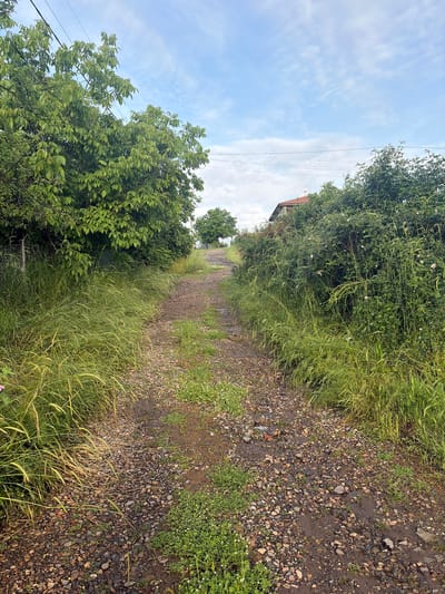 The image depicts a narrow, unpaved path or road in Drachevo, Bulgaria. The road surface is primarily composed of gravel and dirt, with visible signs of recent moisture. Lush vegetation, including tall grasses and leafy bushes, lines both sides of the path, encroaching upon the road surface in places. A building is visible in the distance. The sky is partially cloudy with a blue hue. Power lines are seen.