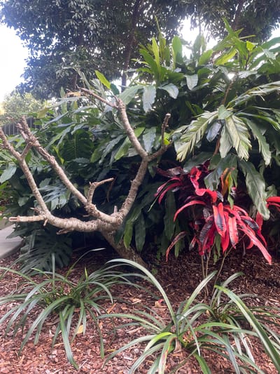 The image depicts a lush garden scene, characteristic of Brisbane, Australia's tropical climate. In the foreground, a bare-branched deciduous tree, possibly a Frangipani, displays its intricate skeletal structure against a backdrop of vibrant foliage. To the right, a Croton plant bursts with striking red and variegated leaves, adding a splash of intense color to the composition. Behind these, a dense growth of large-leaved plants, likely a Philodendron or similar tropical species, creates a verdant wall, with glimpses of a towering green tree canopy peeking through from the top. The ground is covered in a thick layer of reddish-brown mulch, with clusters of strappy, green plants growing in the lower right and left sections of the frame, possibly Spider Lilies or similar groundcover. The overall impression is one of abundant natural beauty, thriving in the sub-tropical environment of Brisbane.