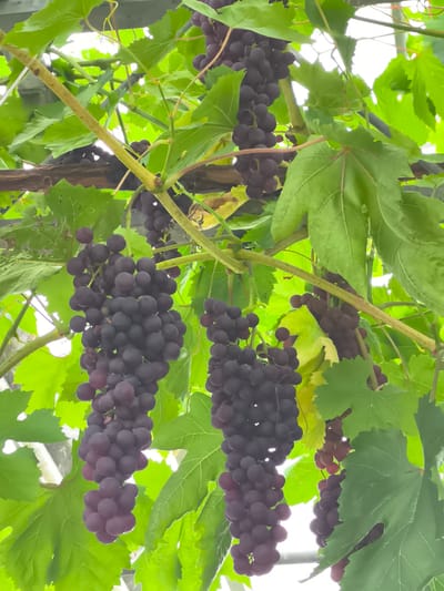 The image shows bunches of dark purple grapes hanging from vines, interspersed with large green leaves. The vines are supported by what appears to be a wooden structure and thin metal poles, suggesting an outdoor vineyard or garden setting. The lighting is bright, indicating daylight, and the background is largely blurred, showing a hazy white sky and hints of the surrounding environment which could be a greenhouse or an open-air structure. There are no people visible in the image. The scene appears to be in Warmenhuizen, Netherlands, given the context provided.