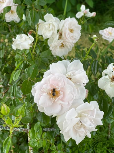 A close-up shot captures a cluster of white roses, some in full bloom and others budding, interspersed with lush green foliage. One prominent rose in the foreground features a bee actively collecting pollen from its center. The background is softly blurred, suggesting an outdoor setting, possibly a garden, with hints of green grass and other floral elements. The overall scene is serene and natural. The image was captured in Калодзежскі сельскі Савет, Belarus.