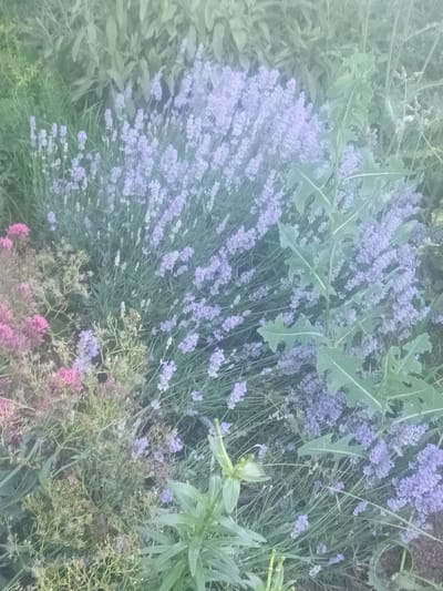 This is a top-down, medium shot of a garden bed filled with various plants. The primary subjects are flowering plants, specifically lavender with its characteristic purple blooms, and some pinkish-red flowers. There are also large, green, leafy plants interspersed throughout, one of which has deeply lobed leaves. The setting appears to be an outdoor garden, likely in a rural or suburban location given the naturalistic planting.
The image captures a moment of natural beauty. The time of day is suggested to be either early morning or late afternoon due to the soft, diffused lighting, which also creates a slightly hazy or ethereal quality. The weather appears calm and pleasant, conducive to the growth of these plants. There are no visible people or specific objects, with the focus being solely on the flora. The overall impression is one of tranquility and the quiet bloom of nature. No text is visible in the image. The location context provided is Stefan Karadzhovo, Bulgaria, which hints at a temperate climate suitable for these types of plants.