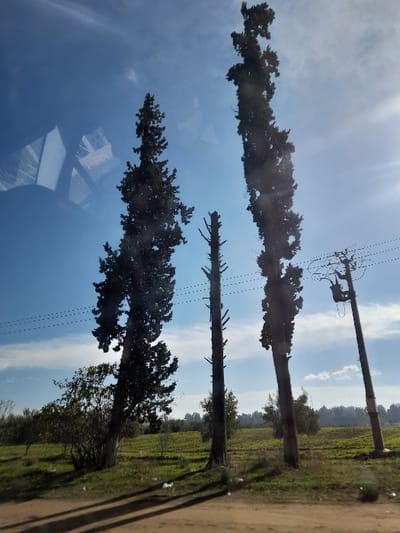The image displays an outdoor scene in Oued Jdida, Morocco, under a clear blue sky with some scattered white clouds. The perspective suggests it was captured through a window, evidenced by distinct reflections in the upper left quadrant. Direct sunlight from the upper right casts long, dark shadows from the trees across the foreground and introduces a strong lens flare effect in the top right.
The immediate foreground consists of reddish-brown soil or an unpaved surface with scattered white debris. This transitions into green grass and low-lying vegetation. Three prominent, tall, slender trees stand vertically in the midground: the leftmost is a dense, dark green conifer; the central tree is a bare, defoliated trunk with short branch stubs; and the rightmost is another tall, dark green conifer, appearing to lean slightly. To the right, a utility pole with multiple horizontal power lines and a dark transformer box is visible. Beyond these features, a large green agricultural field with visible rows extends horizontally towards a distant treeline. No individuals, animals, or specific actions are depicted.