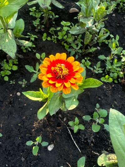 A close-up, high-angle shot captures a vibrant orange and red zinnia flower blooming in dark soil. The zinnia, centered in the frame, exhibits layered petals transitioning from deep red at the core to bright orange at the tips. A small insect, possibly a bee, is visible on the flower's stamen. Surrounding the zinnia are various green plants and leaves, some appearing larger and more mature, others as small seedlings. The ground is composed of dark, loamy soil with a few small, light-colored pebbles scattered throughout. The scene is outdoors, likely a garden bed, under natural lighting that casts shadows and highlights the textures of the plants and soil. The location is identified as Maksimovshchina, Russia.
