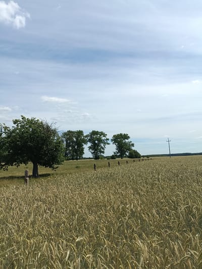 This is a landscape photograph taken outdoors on a sunny day with scattered clouds in a blue sky. The foreground is dominated by a field of ripe, golden grain, likely wheat or barley, with tall stalks swaying gently. In the middle ground, a line of rough-hewn stone posts or markers extends into the distance, separating the grain field from a grassy area.
To the left, a large, leafy green tree stands prominently, its branches reaching outward. Behind the tree and the stone markers, a row of taller, mature trees creates a darker green line against the lighter landscape. Further in the background, a dense forest can be seen on the horizon. A solitary wooden utility pole with wires runs horizontally across the sky on the right side of the image.
The scene appears peaceful and serene, suggesting a rural setting in Poland. The time of day is likely midday or early afternoon, given the bright sunlight casting shadows. The weather is fair and pleasant. There are no visible people or text in the image. The overall impression is one of natural beauty and agricultural abundance.
