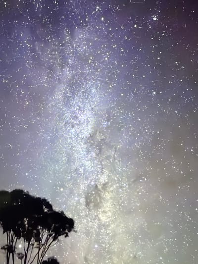 The image displays a long-exposure night sky photograph taken in Esperance, Australia. The dominant feature is a wide expanse of the Milky Way, appearing as a dense, luminous band of innumerable white and pale blue stars stretching from the lower-center towards the upper-right quadrant. The sky background transitions from a darker blue-purple at the top to lighter, diffused tones where the stellar concentration is highest. In the lower-left corner, the dark, silhouetted crowns and trunks of at least two trees are visible, contrasting sharply against the bright celestial display. No human figures, animals, or artificial objects are present. The scene depicts a static, natural nighttime environment.